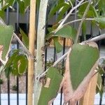 Eucalyptus caesia 叶