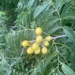 Sapindus saponaria Fruit