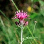 Serratula tinctoria autre