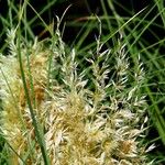 Cortaderia selloana Autre