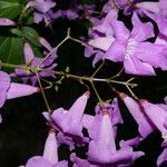 Cydista heterophylla Цвят