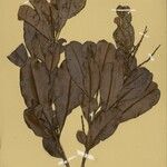 Blastemanthus gemmiflorus Leaf