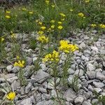 Haplophyllum patavinum Bloem