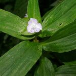 Tradescantia poelliae Λουλούδι