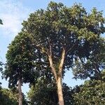Gilbertiodendron dewevrei ᱛᱟᱦᱮᱸ