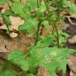 Lobelia inflata Leaf