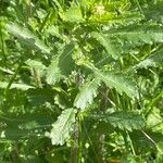 Leucanthemum vulgare Лист