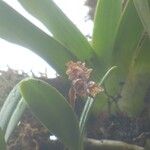 Bulbophyllum molossus Flor