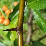 Pyracantha coccineaCasca