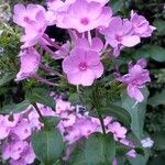 Phlox maculataFlower