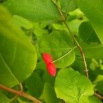 Lonicera canadensis Fruit