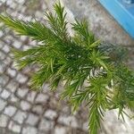 Melaleuca alternifolia Yaprak