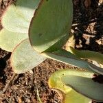 Cotyledon orbiculataHoja