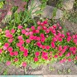 Bellis perennisFlor