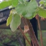 Pelargonium caylae Hoja