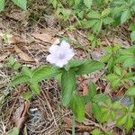 Ruellia humilis Хабит