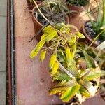 Aloe bruynsii