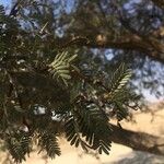 Vachellia erioloba Hoja