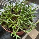 Rhipsalis cereuscula Hoja