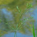 Cicuta bulbifera 叶