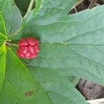 Hydrastis canadensis Fruit