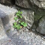 Cymbalaria muralis G.Gaertn., B.Mey. & Scherb.Leaf