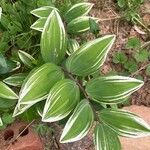 Polygonatum biflorum 葉