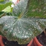 Begonia heracleifolia 叶