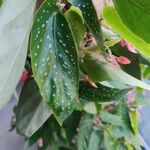 Begonia maculata Leaf