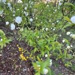 Prunus glandulosa Blüte