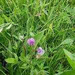 Lathyrus linifolius Flor