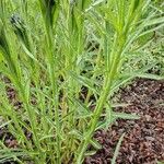 Amsonia ciliata Lapas