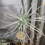 Tillandsia pohliana 葉