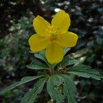 Anemone ranunculoides Flor