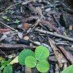 Desmodium triflorum Fulla