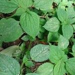 Boehmeria cylindrica Листок