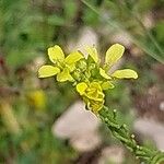 Rapistrum rugosum Flor