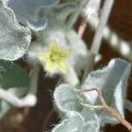 Dichondra argentea