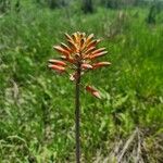 Aloe amudatensis 花