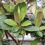 Lonicera japonica List