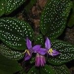 Sonerila maculata Цвят