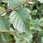 Alnus alnobetula Liść