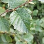 Alnus alnobetula Blatt