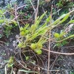 Ranunculus nodiflorus Other