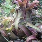Aechmea recurvata Folha