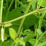 Cerastium glomeratum Casca