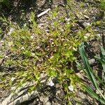 Lindernia dubia Habit