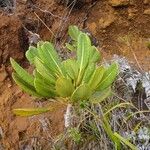 Myodocarpus crassifolius Yeri