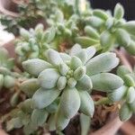 Sedum clavatum Lapas