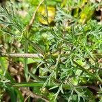 Glandularia tenera Leaf